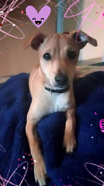 Mischlingshunde Foto Aufruf-Beitrag-Bild