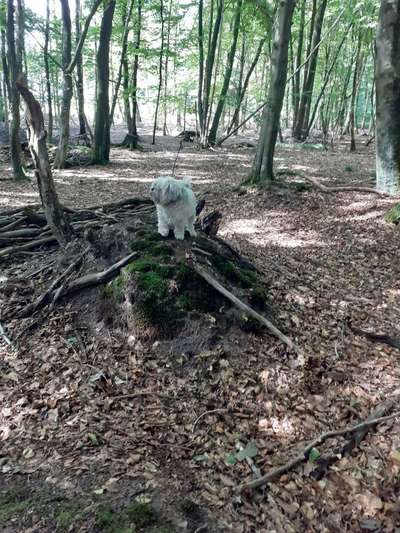 Dogorama Photo Challenge - Märchenwald-Beitrag-Bild