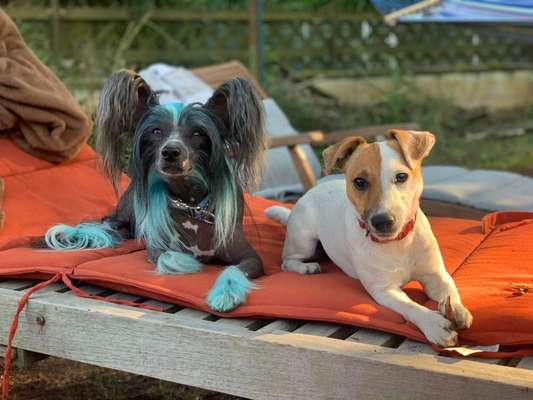 Dogorama Bekanntschaften/Freundschaften-Beitrag-Bild