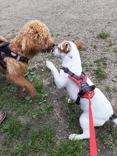 Dogorama Bekanntschaften/Freundschaften-Beitrag-Bild