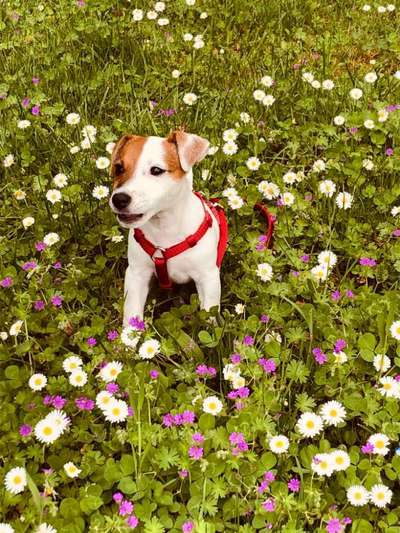 Die Dogorama Monats Challenge "Es grünt und blüht"-Beitrag-Bild