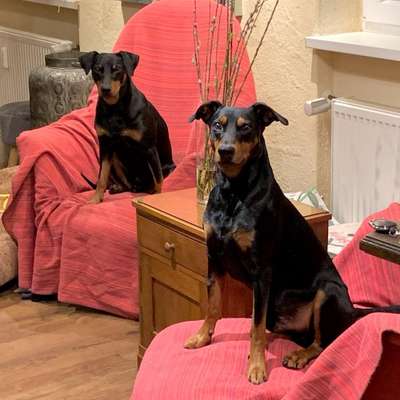 Hundetreffen-Unterstützung beim Gassigehen-Bild