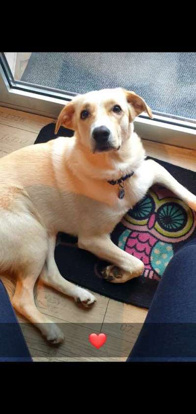 Auslandstierschutz-Beitrag-Bild