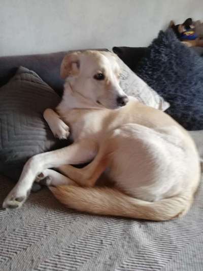 Auslandstierschutz-Beitrag-Bild