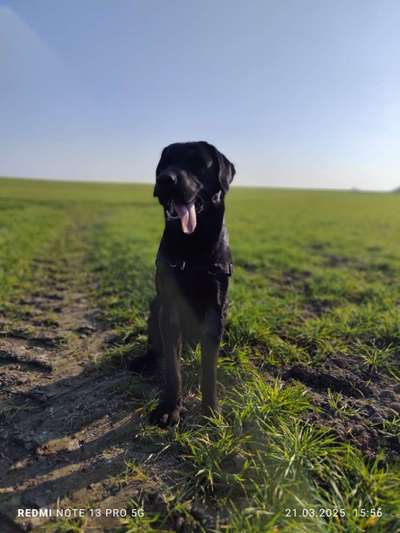 Hundetreffen-Hundetraining-Bild