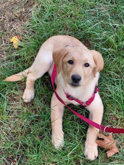 Hundetreffen-Spielen und Gassigehen mit anderen Welpen-Bild