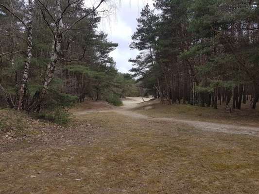 Hundeauslaufgebiet-Warwer Sand-Bild