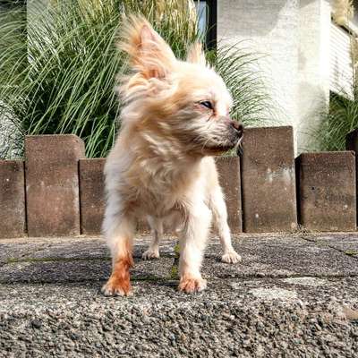 Hundetreffen-Spazieren gehen mit Prince-Bild