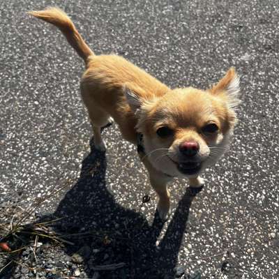 Hundetreffen-Spaziergang - Spielkamerad-Bild