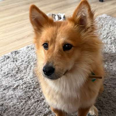 Hundetreffen-Alani sucht neue Freunde-Bild
