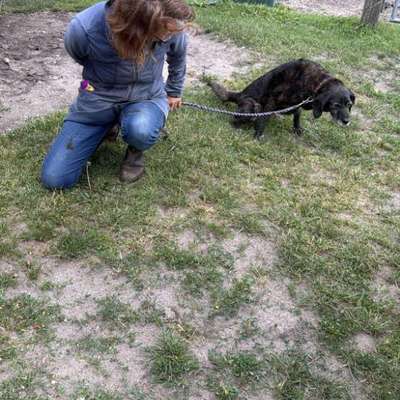 aktuelles Foto Gruppe Entlaufene Gefundene oder gesichtete Hunde Raum Berlin Brandenburg