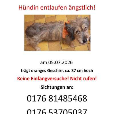 Suchmeldung-Hatschi Angsthündin-Bild