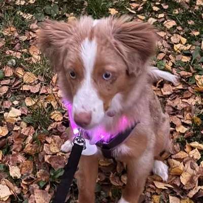 Suchmeldung-Cady Angsthund!!!-Bild