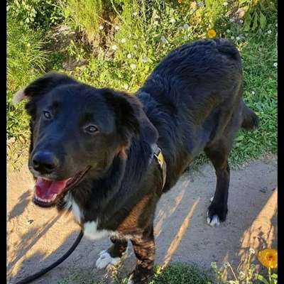 Suchmeldung-Milow Angsthund-Bild