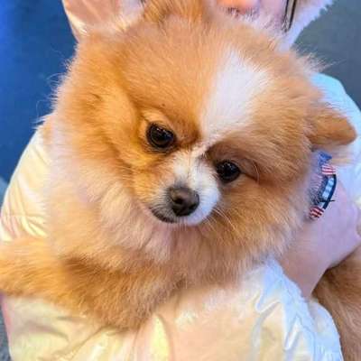 Suchmeldung-Bubitza-Bild