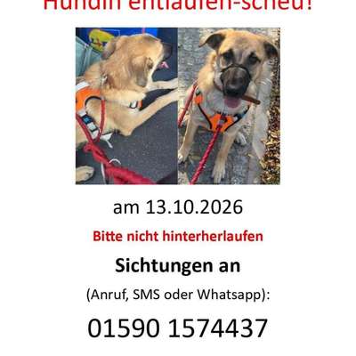 Suchmeldung-Hündin Trudi ängstlich-Bild
