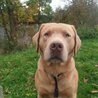 Suchmeldung-Otto-Bild