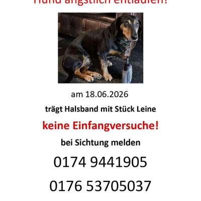 Suchmeldung-Bodo ängstlich-Bild