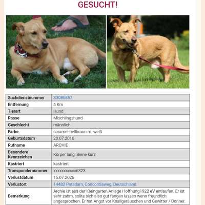 Suchmeldung-Archie-Bild