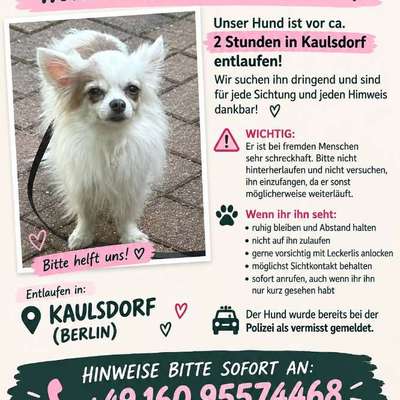 Suchmeldung-Willow Angsthund-Bild