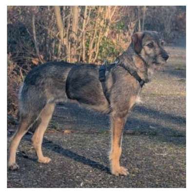 Suchmeldung-Angsthund-Bild