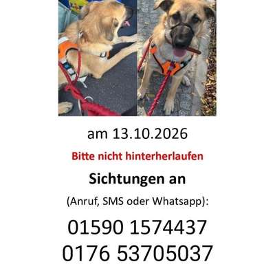 Suchmeldung-Hündin Trudi ängstlich-Bild