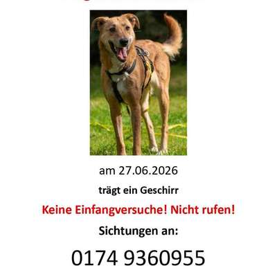 Suchmeldung-Franzi Angsthündin-Bild