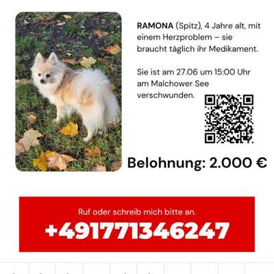 Giftköder-Hunde GESTOHLEN-Bild