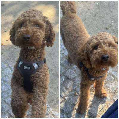 Suchmeldung-Hunde Vani-Bild