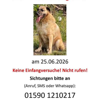 Suchmeldung-Brösel Angsthund-Bild