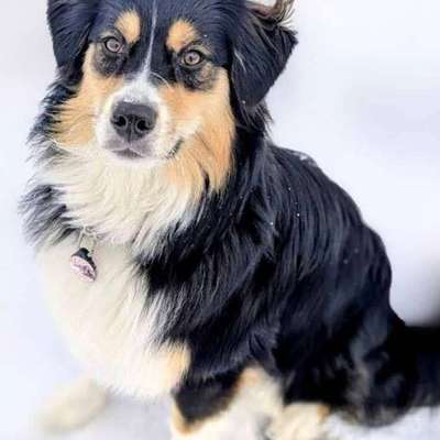 Suchmeldung-Maggie-Bild