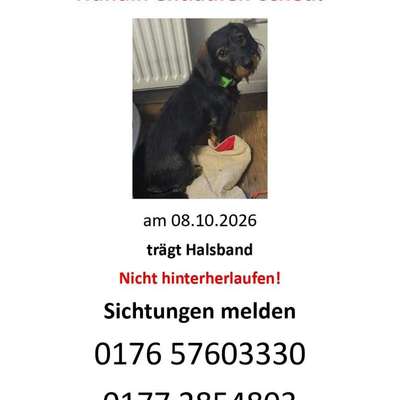 Suchmeldung-Frieda ängstlich-Bild