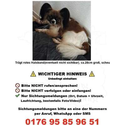 Suchmeldung-Lola (Angsthund)-Bild