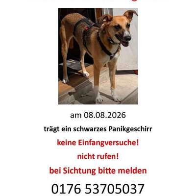 Suchmeldung-Angsthündin Lissy-Bild