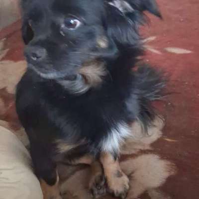 Suchmeldung-Blacky-Bild