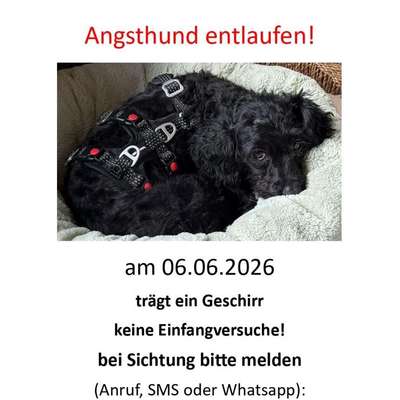 aktuelles Foto Gruppe Entlaufene Gefundene oder gesichtete Hunde Raum Berlin Brandenburg