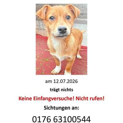 Suchmeldung-Oscar ängstlich-Bild