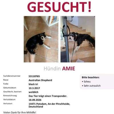 Suchmeldung-Amie ängstlich-Bild