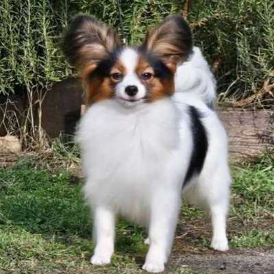 Suchmeldung-Xynthia ängstlich-Bild