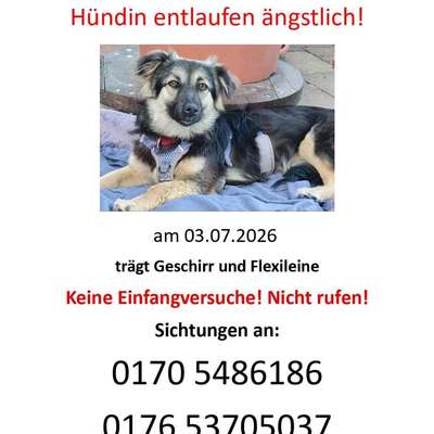Suchmeldung-Martha Angsthund-Bild