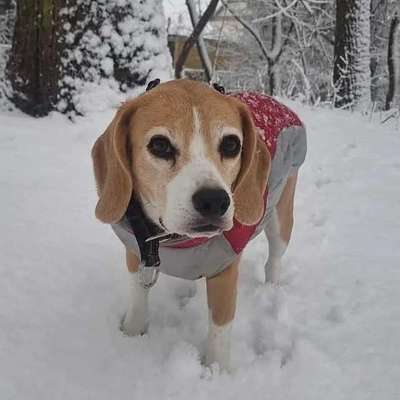 Suchmeldung-Wilma-Bild