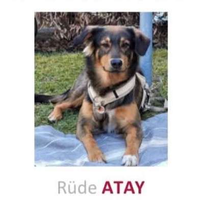 Suchmeldung-Angsthund Atay-Bild