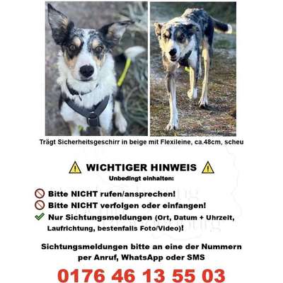 Suchmeldung-Angsthund-Bild