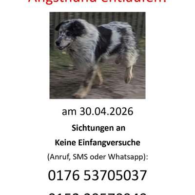 Suchmeldung-Lucie Angsthündin-Bild