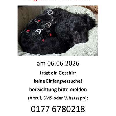 Suchmeldung-Szanti Angsthündin-Bild