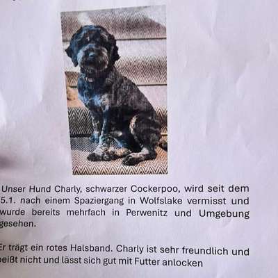 Suchmeldung-Charly-Bild
