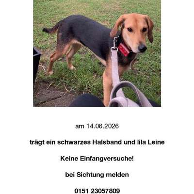 Suchmeldung-Lilly ängstlich-Bild