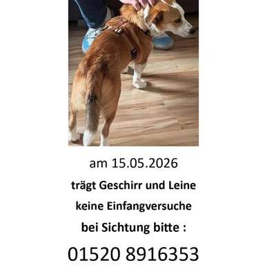 Suchmeldung-Rivi Angsthund-Bild