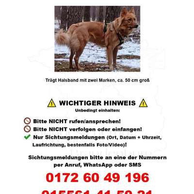 Suchmeldung-Angsthündin-Bild