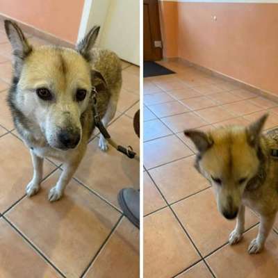 Suchmeldung-Mischling (Angsthund)-Bild